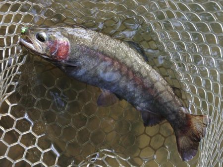 難しいぞ、大安トラウトレイク